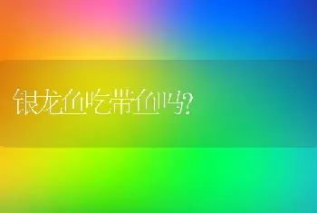 银龙鱼吃带鱼吗？