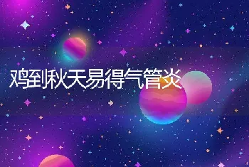 鸡到秋天易得气管炎