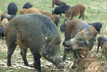 纯种野猪的饲养驯化