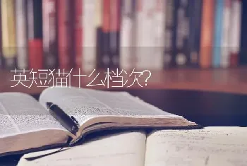 英短猫什么档次？