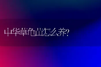 中华草龟苗怎么养？