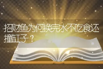 招财鱼为何换完水不吃食还撞缸子？