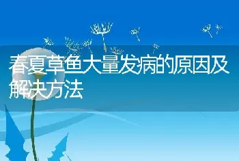 春夏草鱼大量发病的原因及解决方法