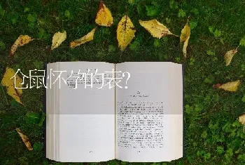 仓鼠怀孕的表？