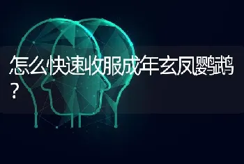 怎么快速收服成年玄凤鹦鹉？