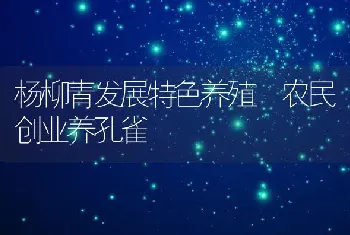 杨柳青发展特色养殖 农民创业养孔雀