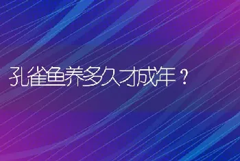 孔雀鱼养多久才成年？