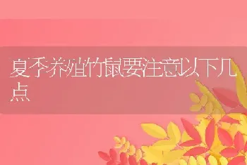 夏季养殖竹鼠要注意以下几点