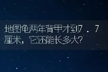 地图龟两年背甲才到7.7厘米，它还能长多大？