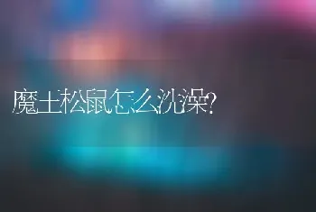 魔王松鼠怎么洗澡？