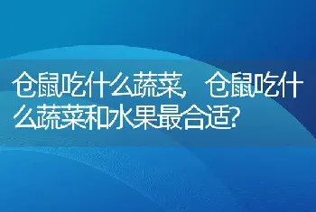 仓鼠吃什么蔬菜，仓鼠吃什么蔬菜和水果最合适？