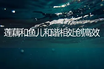 中小型水库高产高效养殖罗非鱼