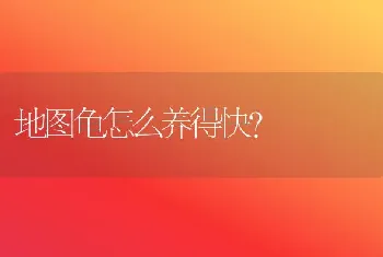 地图龟怎么养得快？