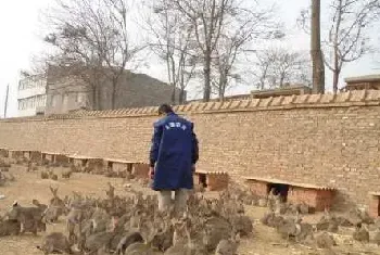 夏秋养殖兔子的巧配日粮技术