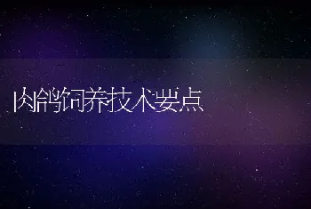 影响兔群免疫效果的因素