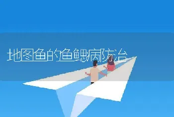 地图鱼的鱼鳃病防治