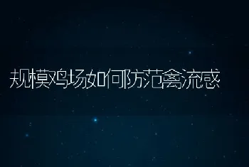 规模鸡场如何防范禽流感