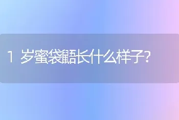 1岁蜜袋鼯长什么样子？