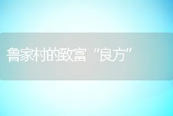 鲁家村的致富良方