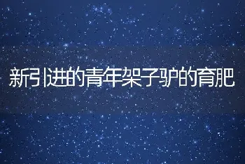 新引进的青年架子驴的育肥