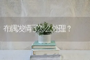 布偶发情了怎么处理？