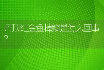 丹顶红金鱼掉鳞是怎么回事？