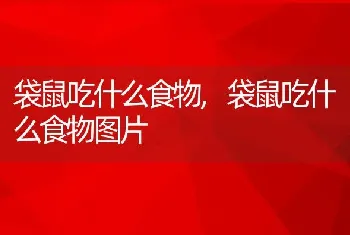 狗狗能吃萝卜吗，狗狗能吃萝卜吗白萝卜