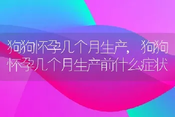 狗狗怀孕几个月生产，狗狗怀孕几个月生产前什么症状