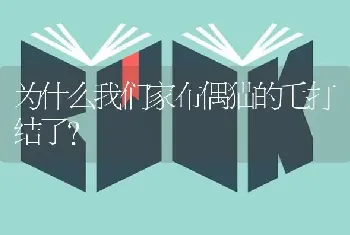 为什么我们家布偶猫的毛打结了？