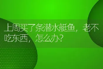 上周买了条潜水艇鱼，老不吃东西，怎么办？