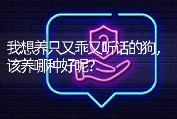 我想养只又乖又听话的狗，该养哪种好呢？