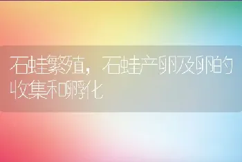 石蛙繁殖，石蛙产卵及卵的收集和孵化