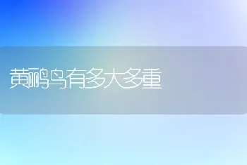 黄鹂鸟有多大多重