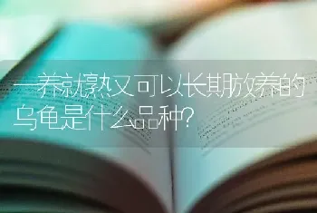 一养就熟又可以长期放养的乌龟是什么品种？