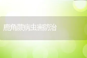 鹿角蕨病虫害防治