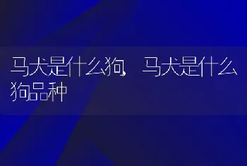 马犬是什么狗，马犬是什么狗品种