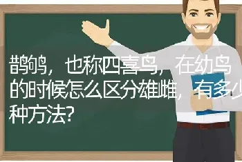 鹊鸲，也称四喜鸟，在幼鸟的时候怎么区分雄雌，有多少种方法？