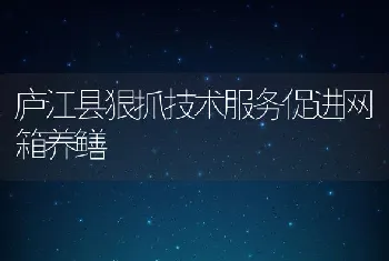 庐江县狠抓技术服务促进网箱养鳝