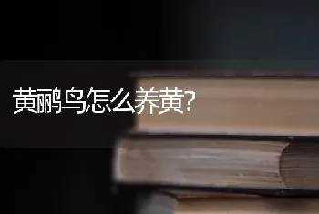 黄鹂鸟怎么养黄？