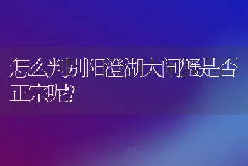 怎么判别阳澄湖大闸蟹是否正宗呢？