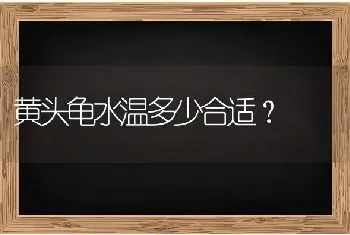 黄头龟水温多少合适？