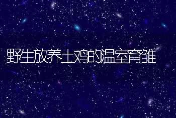 野生放养土鸡的温室育雏