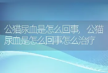 公猫尿血是怎么回事，公猫尿血是怎么回事怎么治疗