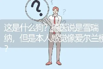 这是什么狗？兽医说是雪瑞纳，但是本人感觉像爱尔兰梗？