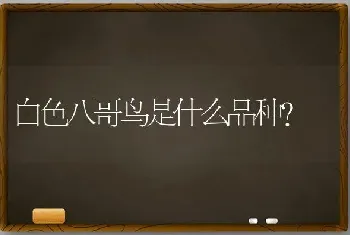 白色八哥鸟是什么品种？