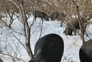 儋州温泉黑猪养在花园里