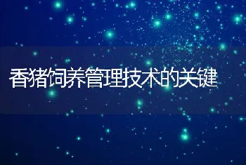 香猪饲养管理技术的关键