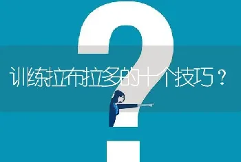 训练拉布拉多的十个技巧？