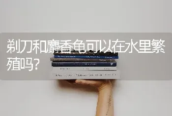 剃刀和麝香龟可以在水里繁殖吗？