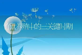 竹鼠养殖中的三关键时期